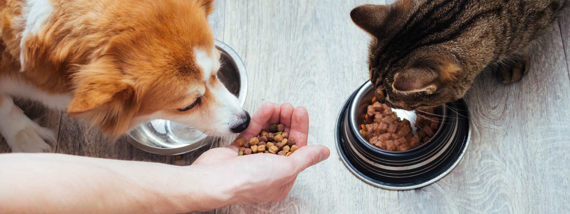 nutrition for dog