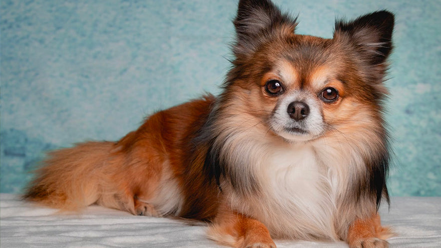 Things Professional Dog Groomers need to know about the chihuahua