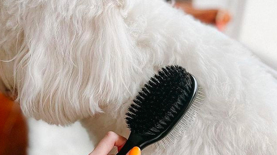 What's the Difference Between Dog Hair & Dog Fur?  Cuteness!
