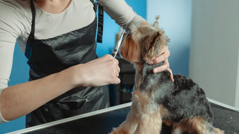 professional pride groom, Monthly Professional Groomer Interview Series - Penelope Quevedo