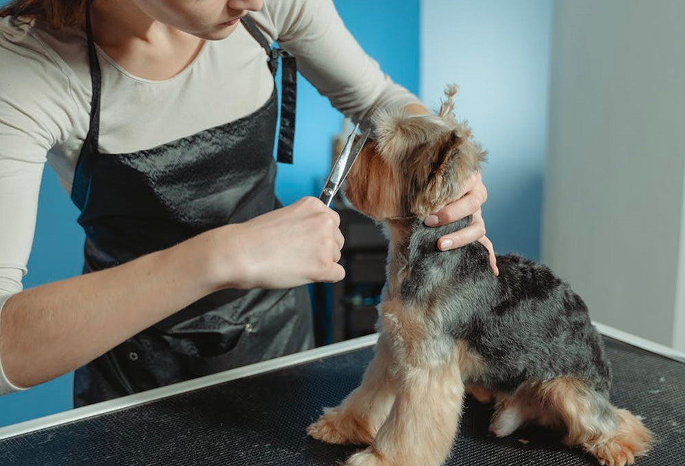 professional pride groom, Monthly Professional Groomer Interview Series - Penelope Quevedo