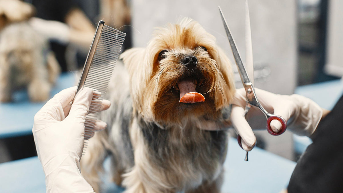 dog grooming, interview with professional dog groomers, yorkie grooming.jpg, kent abel