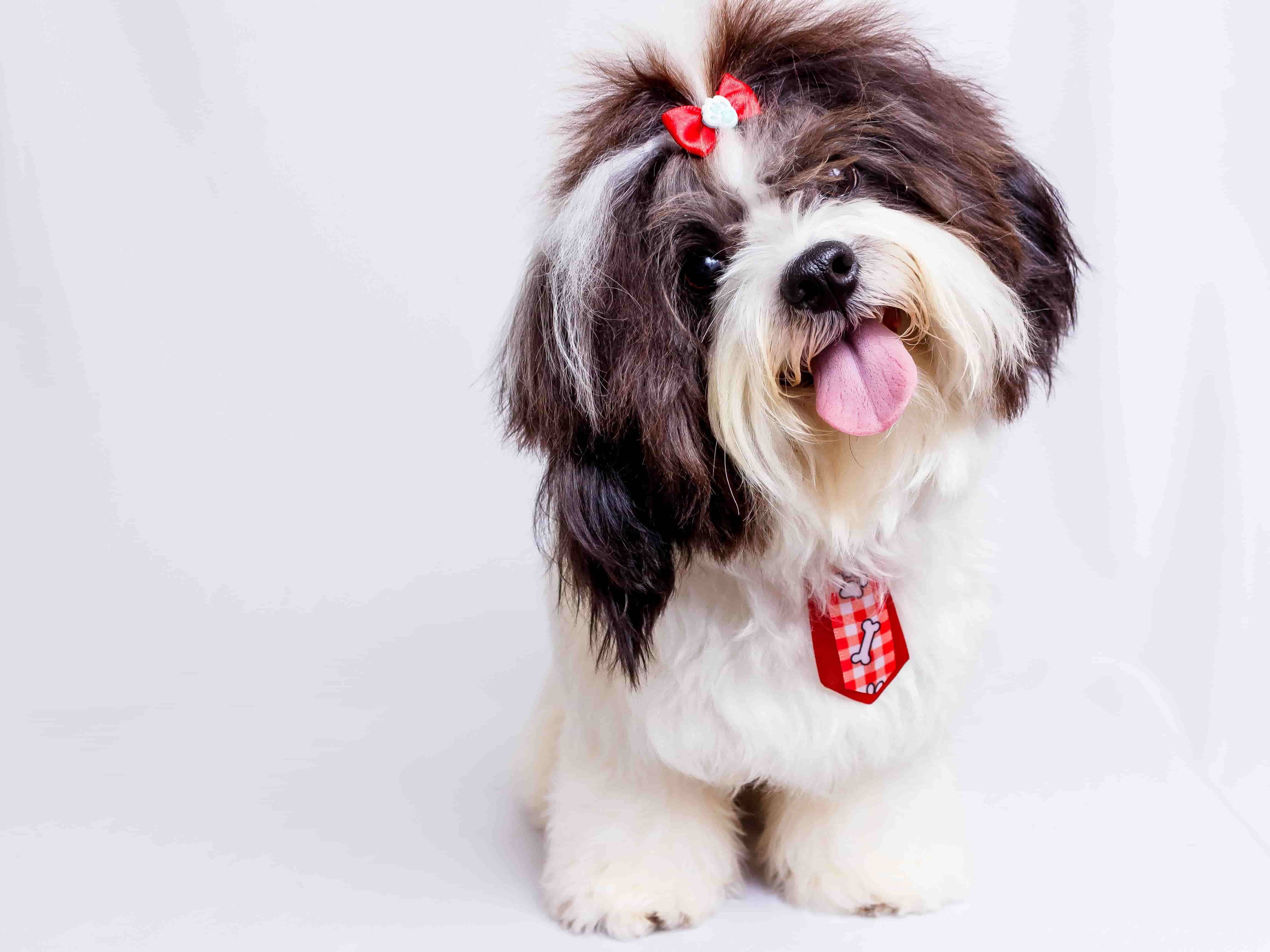 Best Shih Tzu Haircuts & Grooming Program