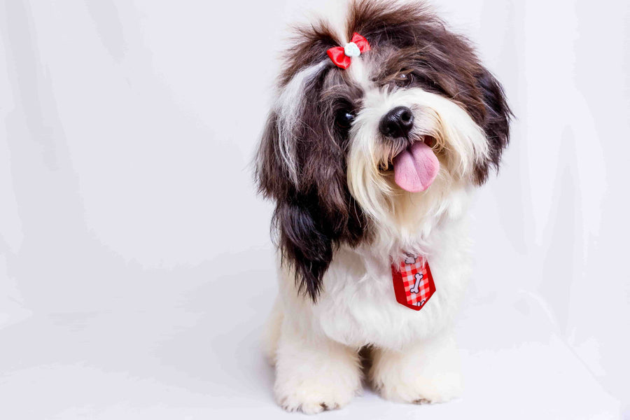 Shih Tzu Grooming Products For Long Hair photo