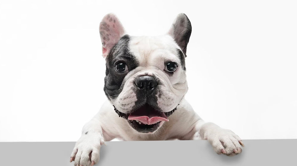 French Bulldog breed guide for groomers