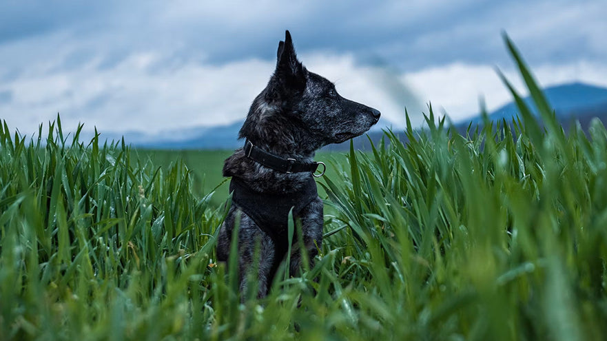 dog health, dog breeds with most health issues