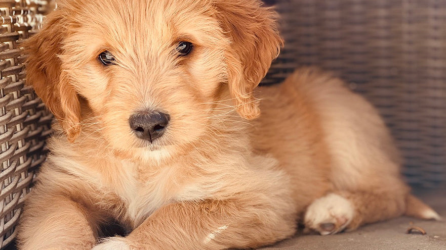Groom a Goldendoodle, goldendoodle grooming guide