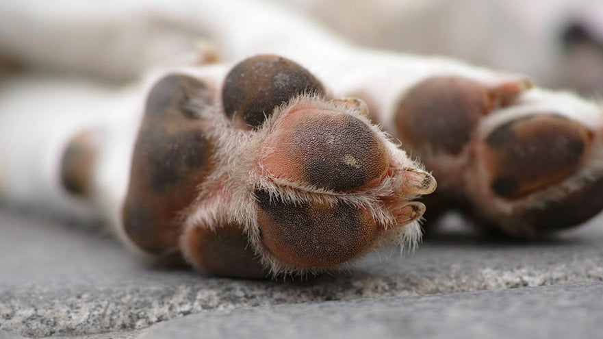 Dog's Paws health guide for groomers
