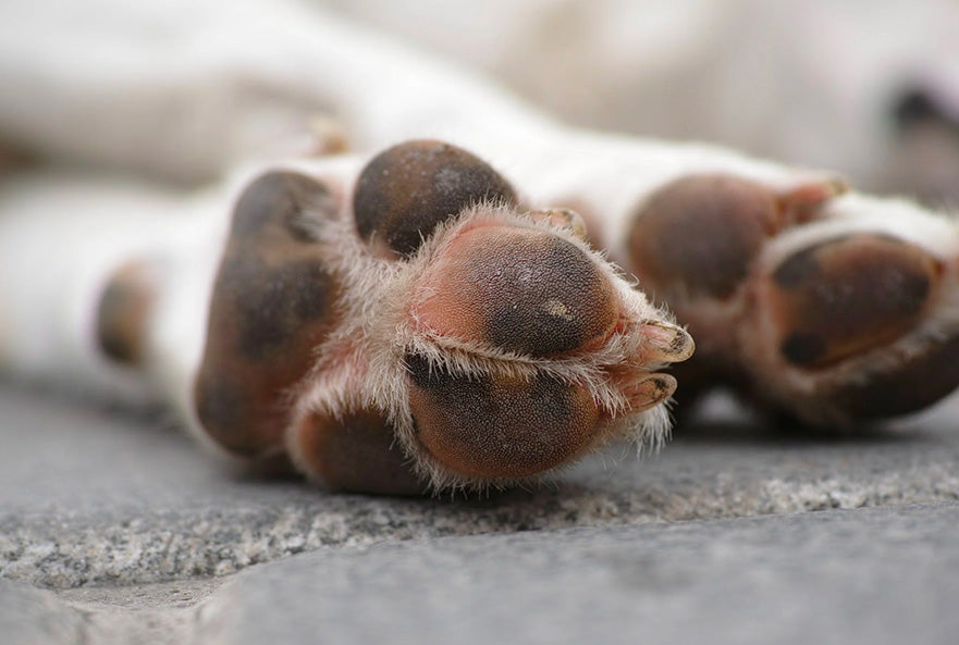 Dog's Paws health guide for groomers