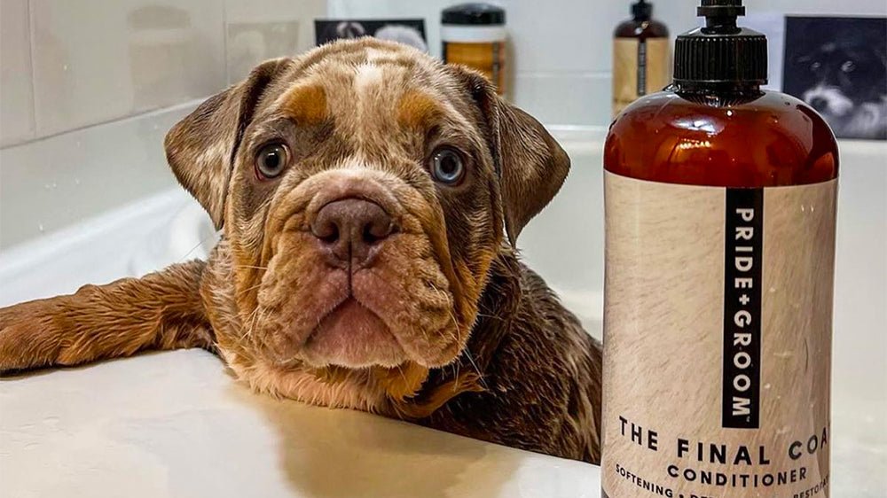 Best professional Dog Conditioner