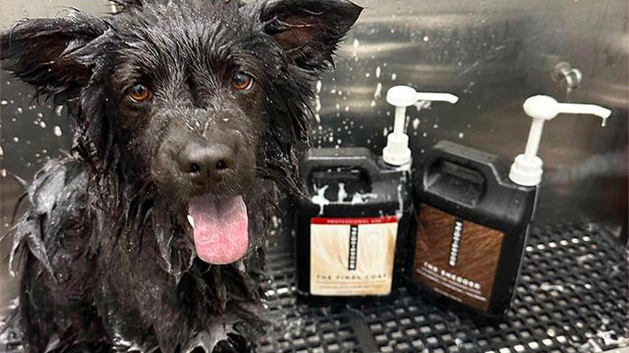 dog shampoo selection guide for professional groomers