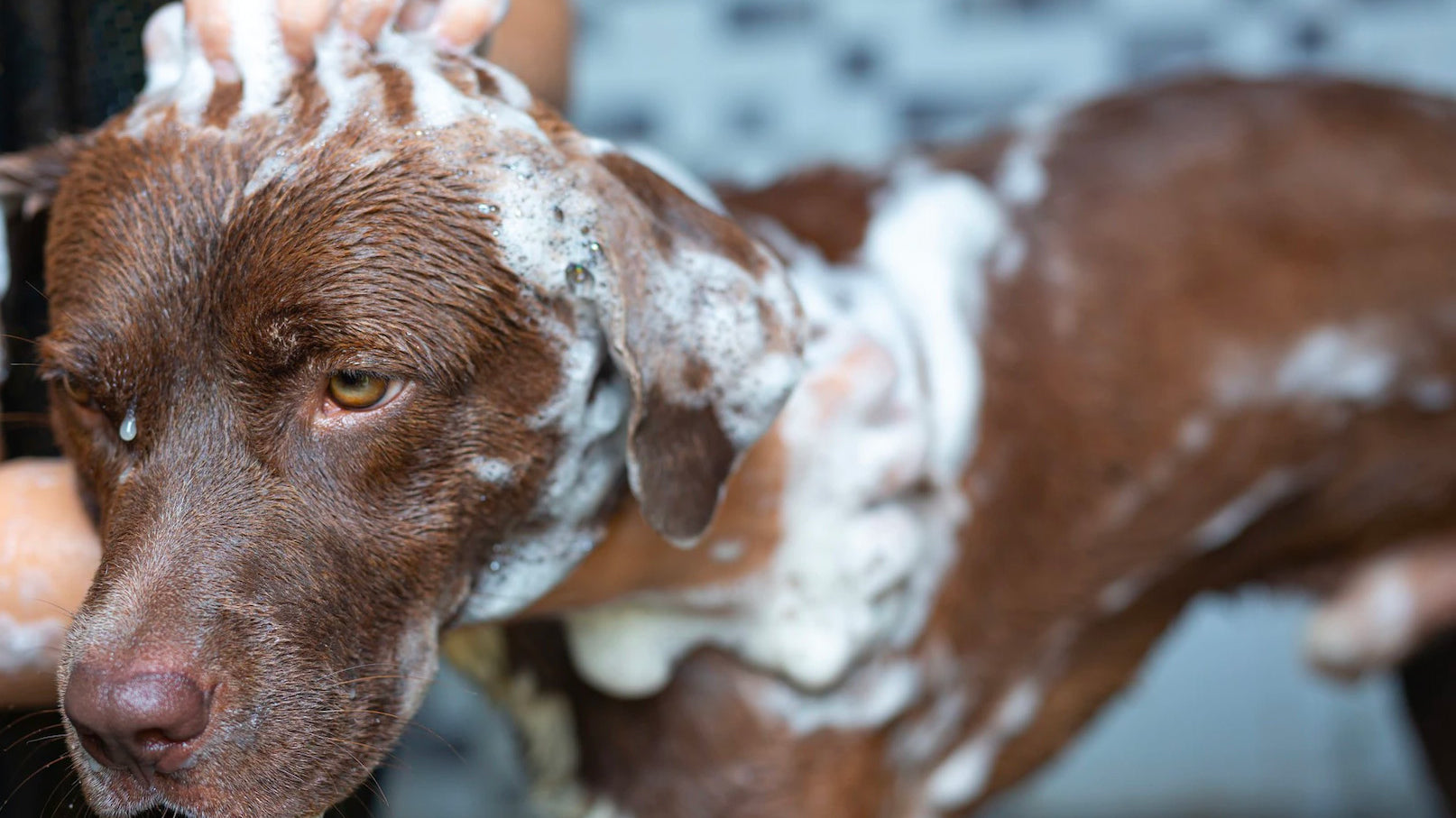 keeping dog calm during grooming, how to calm dog for professional grooming