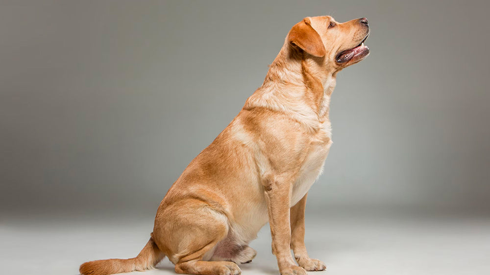 Labrador Grooming: Comprehensive Professional Guide