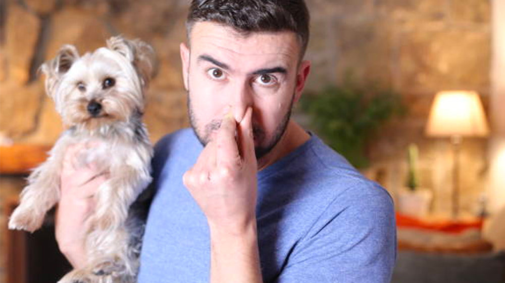 Why Do Dogs Smell Like Fritos?