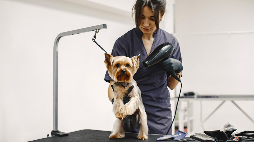 starting dog grooming business, five steps to start dog grooming business