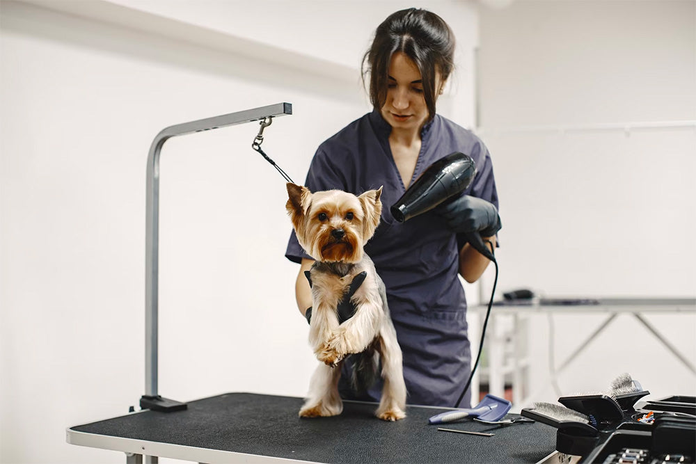 Five key steps to starting your pet grooming business Pride+Groom
