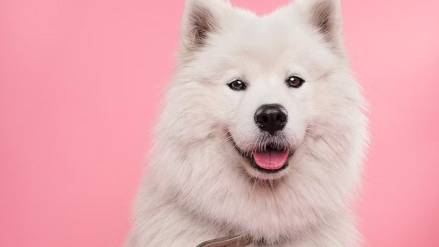 How to Keep Dog White Fur Clean and Stain-Free