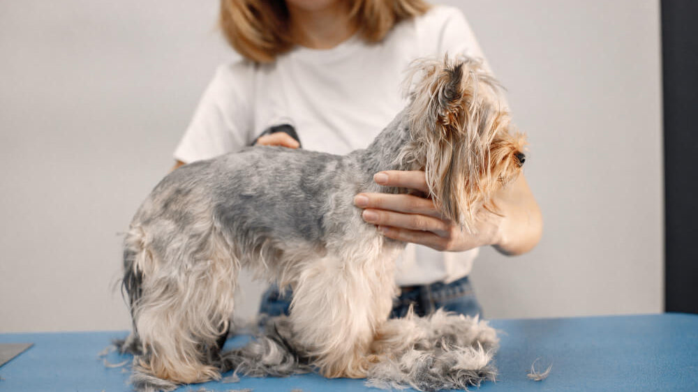 Professional Tips for Managing Dog Shedding