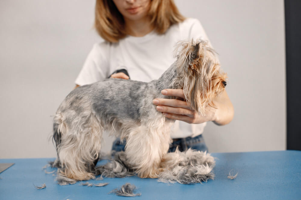 Professional Tips for Managing Dog Shedding