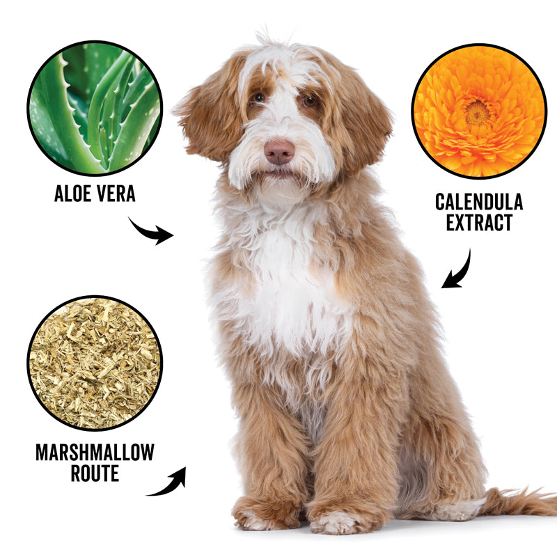 DOGDAYS Curly + Wavy Shampoo
